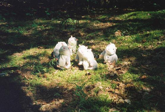 Lawrence McGuire - Hamsters