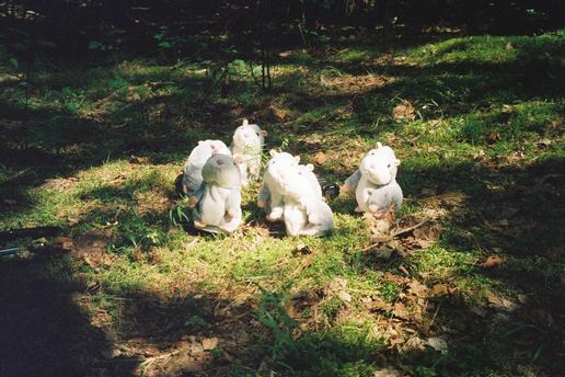 Lawrence McGuire - Hamsters